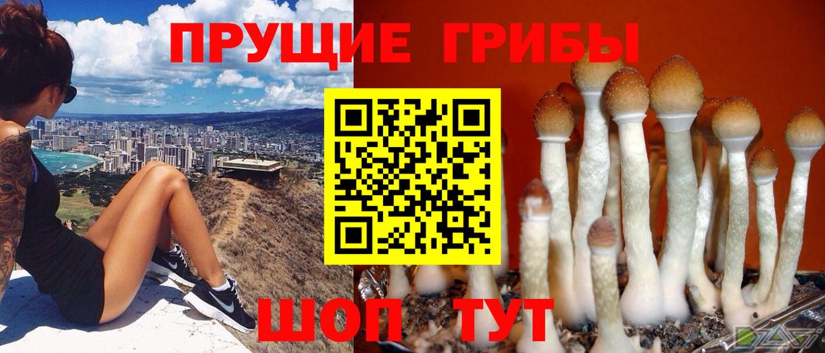 Галлюциногенные грибы Psilocybine cubensis  Вход с VPN  Большой Камень 